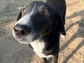 ANGEL - unser süßer, zurückhaltender Prinz