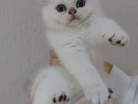 Reinrassige BKH Katzen