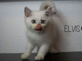 Reinrassige BKH Babys