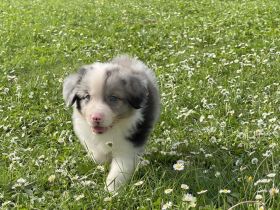 Australian Shepherd Welpen mit ASCA Papieren