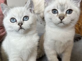 Britisch Kurzhaar Katzenbabys lilac, seal silver point, tabby, blaue Augen