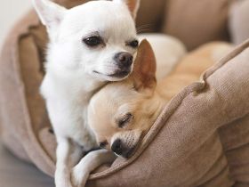 Chihuahua Rüde abzugeben