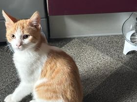 BKH mix kater 6 Monate jung