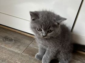 Britisch kurzhaar Katze