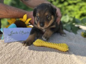 Rottweiler/Kaukasen Mix Mischlinge