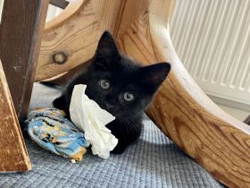 Unser Katzenbaby sucht noch ein neues Zuhause