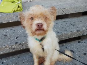 Chihuahua-Shizu-dackel mix