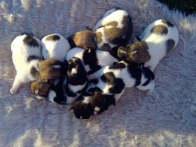 Verkaufe wunderschöne Jack Russel Welpen