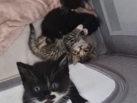 BKH  Kitten Britisch kurz Haar