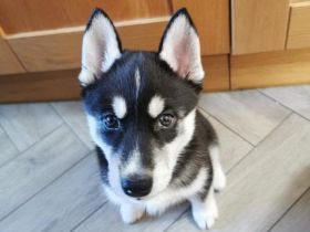 Siberian Husky - Rüde