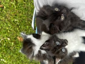 Süße Maine Coon-Mix Kitten