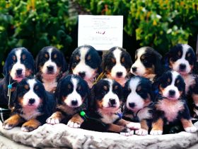 Berner Sennen Welpen