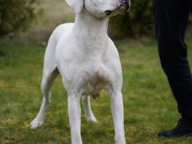 Dogo Argentino