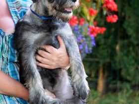 Schnauzer p&s - Welpen/Puppies