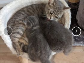 BKH und BLH Kitten suchen ein liebevolles Zuhause.