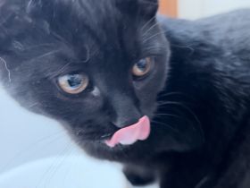 Schwarzer Kater bringt keinen Pech ,nur Glück