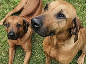 Rhodesian Ridgeback Brüder suchen ein neues Zuhause!!!