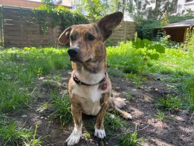 Wer möchte den hübschen Pinocchio kennenlernen?