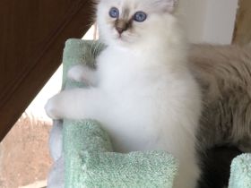 Heilige Birma Kitten mit Stammbaum