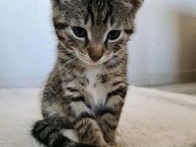 ❤️ Katzenkinder ❤️