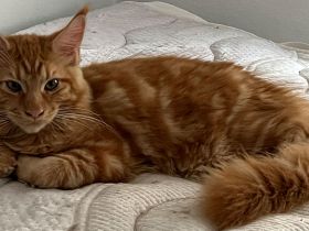 Zucht von Bienenstein