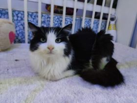 Möchtest du bald Carlos Napf füllen?