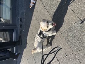 Unsere kleine. Rudi zu verkaufen