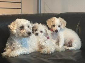 Bischon Maltesser Welpen