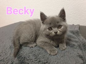BKH Kitten