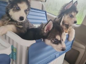 Husky Welpe Siberian