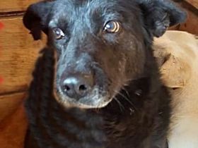 Frieda, ein Oldie möchte noch eine Chance