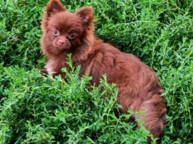 Süßer Liebesfrucht zweier reinrassigen Eltern.