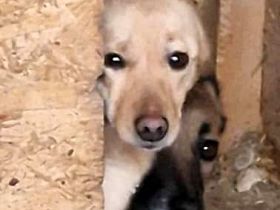 Jessy, ängstlich gegenüber Menschen