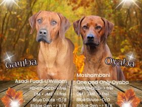 Rhodesian Ridgeback Welpen Herbst 2024 vom Züchter