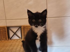 Maincoon mix Kätzchen