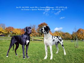 vom Lossaer Wolfsanger