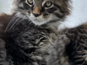 Typvolle Maine Coon Kitten mit Stammbaum
