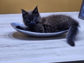 Maine Coon baby