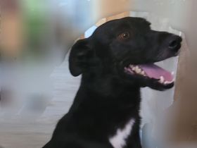 Lieber kleiner Mischlingsrüde (44 cm)