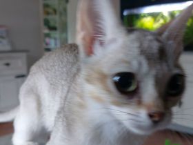 Singapura Kitten abzugeben