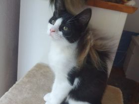 Maine Coon Mix Kätzchen