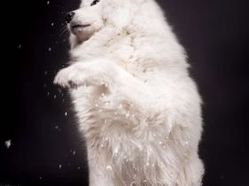 Deckrüde Liolik ein Samojede mit Papieren aus erfolgreicher Zucht wünscht sich Damenbesuch