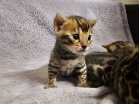 Bengal kitten mit oder ohne Stammbaum