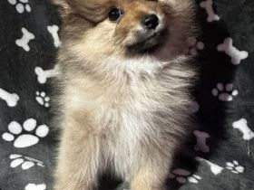 Pomeranian zwergspitz Welpen