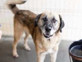 Der liebe Maqua braucht eine Chance