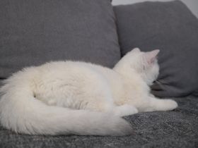 Bkh silver shaded point mit Stammbaum