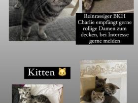 BKH Deckkater black silver Classic