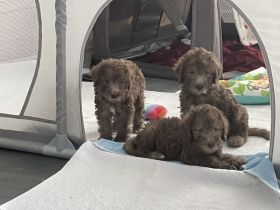 Bezaubernde Bedlington Terrier Welpen