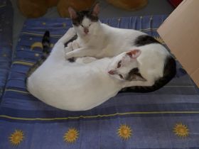 1Katze und 1Kater mit getigerten Abzeichen 2j u1j Tierschutztiere