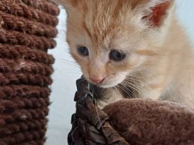 Wunderschöne Kitten